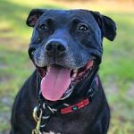 Adoptable (Official) Georgia Dogs for September 14, 2021