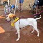 Adoptable (Official) Georgia Dogs for September 3, 2021