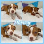 Adoptable (Official) Georgia Dogs for September 2, 2021