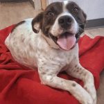 Adoptable (Official) Georgia Dogs for September 13, 2021