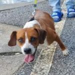 Adoptable (Official) Georgia Dogs for September 29, 2021