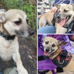 Adoptable (Official) Georgia Dogs for September 24, 2021