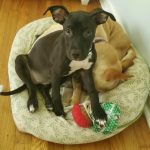 Adoptable (Official) Georgia Dogs for September 16, 2021