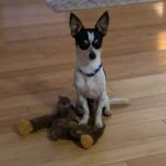 Adoptable (Official) Georgia Dogs for September 17, 2021