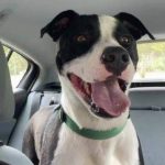 Adoptable (Official) Georgia Dogs for September 15, 2021