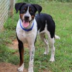 Adoptable (Official) Georgia Dogs for September 21, 2021