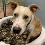 Adoptable (Official) Georgia Dogs for September 7, 2021