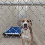 Adoptable (Official) Georgia Dogs for October 27, 2021