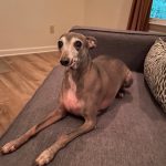Adoptable (Official) Georgia Dogs for October 8, 2021