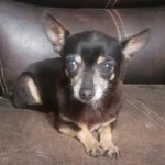 Adoptable (Official) Georgia Dogs for October 1, 2021