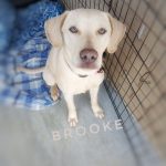 Adoptable (Official) Georgia Dogs for October 18, 2021