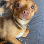 Adoptable (Official) Georgia Dogs for October 15, 2021