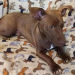 Adoptable (Official) Georgia Dogs for October 28, 2021
