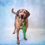 Adoptable (Official) Georgia Dogs for October 11, 2021