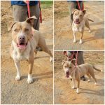 Adoptable (Official) Georgia Dogs for October 20, 2021