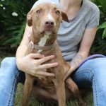 Adoptable (Official) Georgia Dogs for November 10, 2021