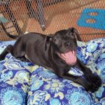 Adoptable (Official) Georgia Dogs for November 24, 2021