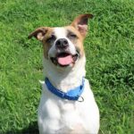 Adoptable (Official) Georgia Dogs for November 8, 2021