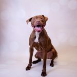 Adoptable (Official) Georgia Dogs for November 23, 2021