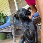 Adoptable (Official) Georgia Dogs for November 1, 2021