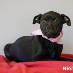 Adoptable (Official) Georgia Dogs for November 30, 2021