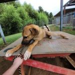 Adoptable (Official) Georgia Dogs for November 12, 2021