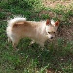 Adoptable (Official) Georgia Dogs for November 22, 2021