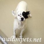 Adoptable (Official) Georgia Dogs for November 3, 2021