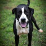 Adoptable (Official) Georgia Dogs for December 9, 2021