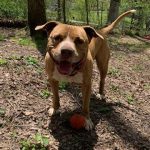 Adoptable (Official) Georgia Dogs for December 13, 2021