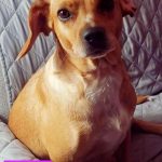 Adoptable (Official) Georgia Dogs for December 6, 2021