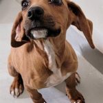Adoptable (Official) Georgia Dogs for December 16, 2021