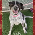 Adoptable (Official) Georgia Dogs for December 20, 2021
