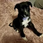 Adoptable (Official) Georgia Dogs for December 8, 2021