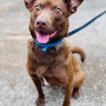 Adoptable (Official) Georgia Dogs for December 1, 2021