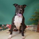 Adoptable (Official) Georgia Dogs for December 24, 2021