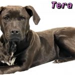 Adoptable (Official) Georgia Dogs for December 21, 2021