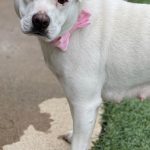 Adoptable (Official) Georgia Dogs for January 12, 2021
