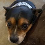 Adoptable (Official) Georgia Dogs for January 5, 2022
