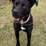 Adoptable (Official) Georgia Dogs for January 19, 2022