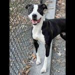 Adoptable (Official) Georgia Dogs for January 21, 2022