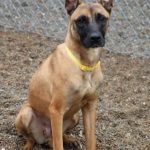 Adoptable (Official) Georgia Dogs for January 6, 2022