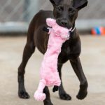 Adoptable (Official) Georgia Dogs for January 14, 2022