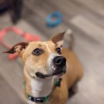 Adoptable (Official) Georgia Dogs for January 26, 2022