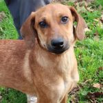 Adoptable (Official) Georgia Dogs for February 22, 2022