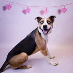 Adoptable (Official) Georgia Dogs for February 7, 2022