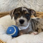 Adoptable (Official) Georgia Dogs for February 24, 2022