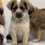 Adoptable (Official) Georgia Dogs for February 28, 2022