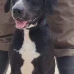 Adoptable (Official) Georgia Dogs for February 11, 2022