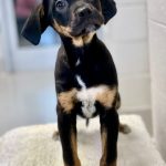 Adoptable (Official) Georgia Dogs for February 16, 2022